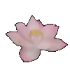 Video sticker ✅ Lotus