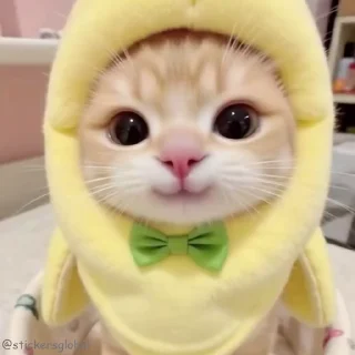 Video sticker 🍌 Kanji Cats 😼 @stickersglobal