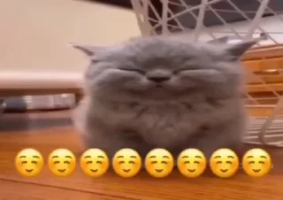 Video sticker 🙃 yep::fav cat gifs