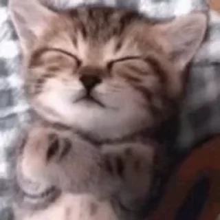 Video sticker ☺ yep::fav cat gifs