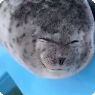 Video sticker ☺ Seal.