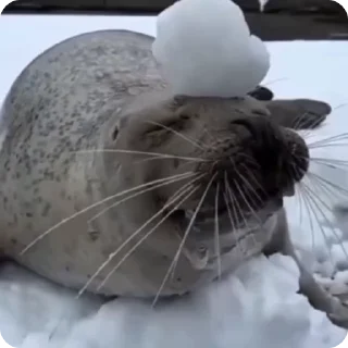 Video sticker 😌 Seal.