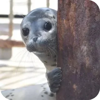 Телеграм стикер 👍 Seal.