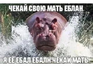 Video sticker 🥰 Инвалид 4life