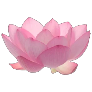 Sticker 🌷 vesna @cvetgranataa