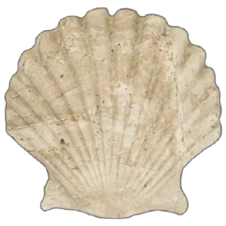 Telegram sticker 🐚 vesna @cvetgranataa