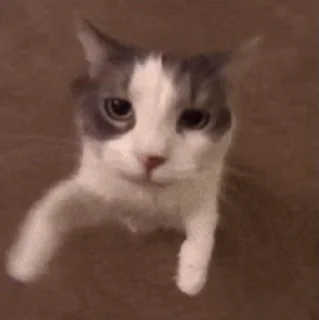 Video sticker 😍 @MemePack4K عضو اینجا نشو