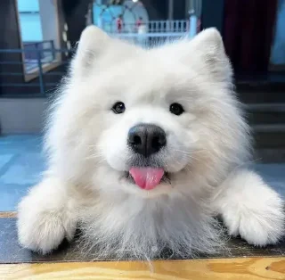 Video sticker 😛 V0ID'S Stickers XI