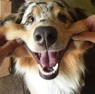 Telegram sticker 😆 V0ID'S Stickers XI