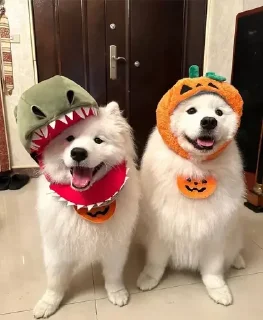 Video sticker 🐶 V0ID'S Stickers XI