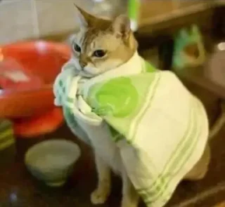 Video sticker 🐱 V0ID'S Stickers XI