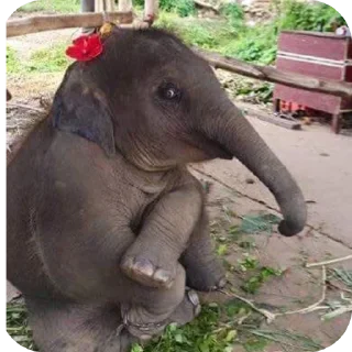 Telegram sticker 🐶 Gary and friends