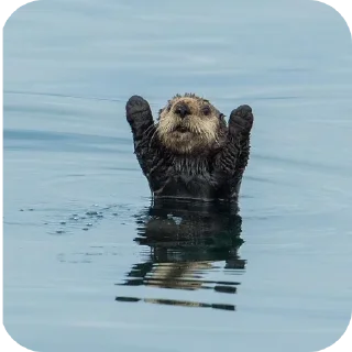 Telegram sticker 🐦 Gary and friends