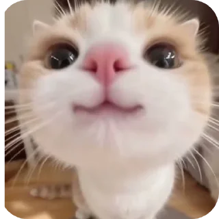 Telegram sticker 🐱 Gary and friends