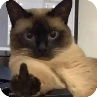 Telegram sticker 🐱 Gary and friends