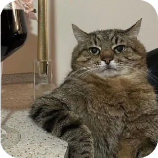 Telegram sticker 🐱 Gary and friends