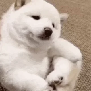 Телеграм стикер 😬 龙猫出海 @Totorogroup