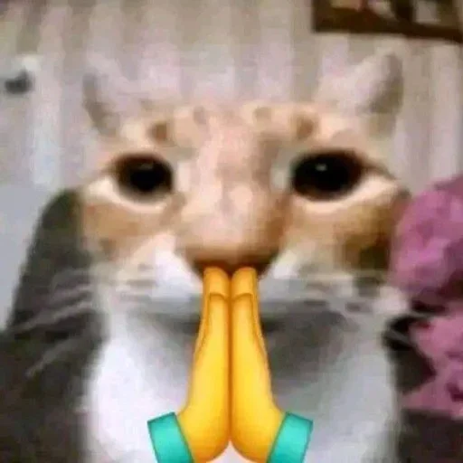Telegram sticker 🙏 𝒞𝒽𝒾𝓀𝒾-𝒞𝒽𝒶𝓂𝒷𝑜𝓃𝒾