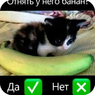 Telegram sticker 😇 pisapopa