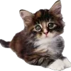 Video sticker 🌟 aught ➜ @emoji1