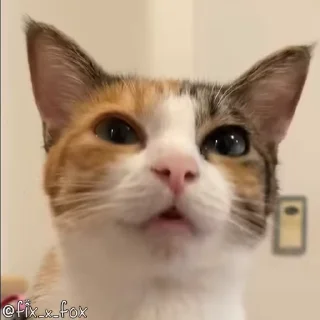 Video sticker 🥰 ᴜɴɪʙɪᴄ