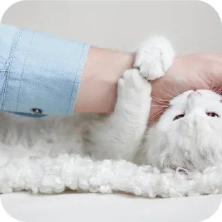 Video sticker 🐱 ᴜɴɪʙɪᴄ