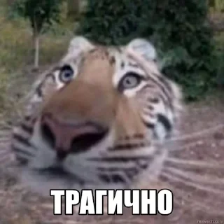 Telegram sticker 😔 Jerry The Tiger @jerryx5