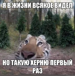 Video sticker 😱 Jerry The Tiger @jerryx5