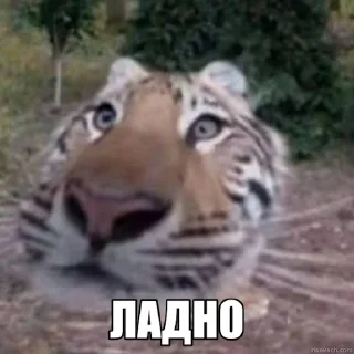 Telegram sticker 😒 Jerry The Tiger @jerryx5
