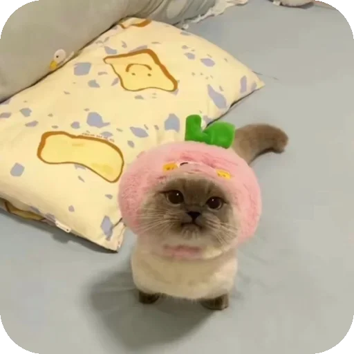 Telegram sticker 🧸 Chxpo owns you