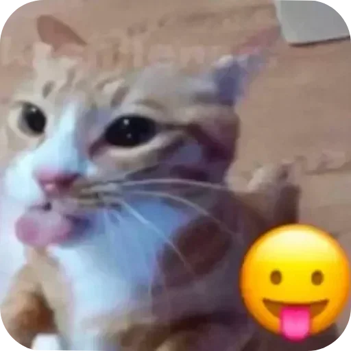 Telegram sticker 😛 Chxpo owns you