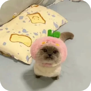 Video sticker 🧸 Chxpo owns you