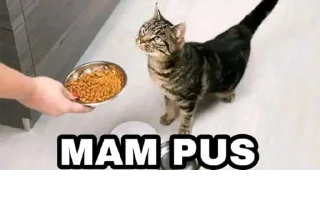 Video sticker 😂 receh by Poωer