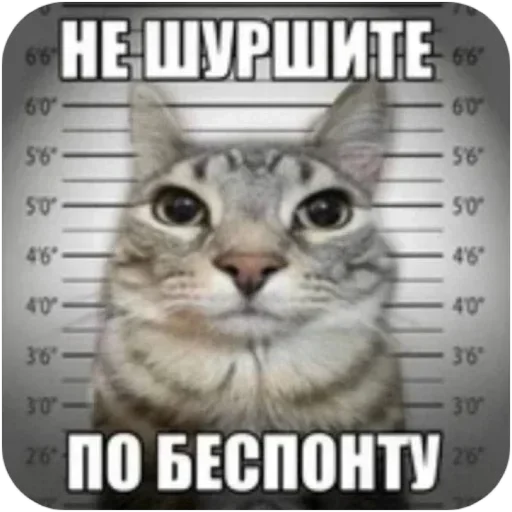 Telegram sticker 🐱 Больше стиков тут: @stikery4