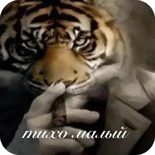 Video sticker 🫥 Больше стиков тут: @stikery4