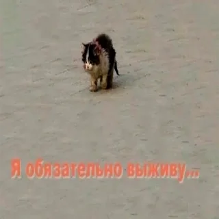 Sticker 😭 ништяк)))