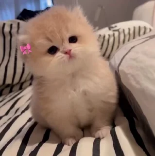 Video sticker 🐱 Cat 2 , @Wallgif