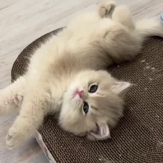 Video sticker 🐱 Cat 2 , @Wallgif