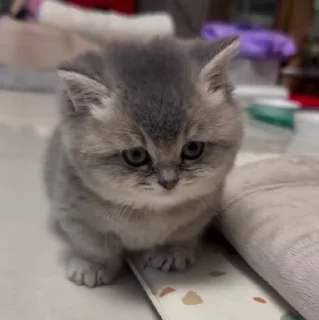 Video sticker 🐱 Cat 2 , @Wallgif