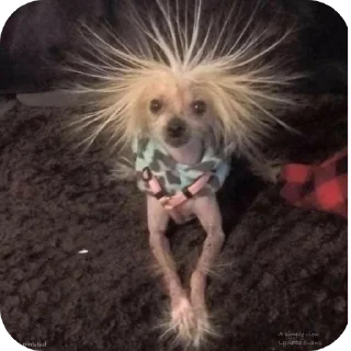 Video sticker 🐶 @memegasm07