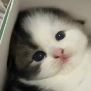 Video sticker 😈 screenwriter :: @fStikBot