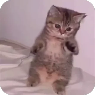 Video sticker 🪄 screenwriter :: @fStikBot