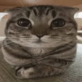 Telegram sticker 🌟 screenwriter :: @fStikBot