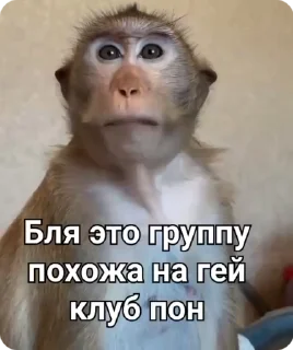 Video sticker 🍆 Бибизянки адменав @Oda_p0pk0r9 не пидар
