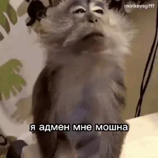 Video sticker 😒 Бибизянки адменав @Oda_p0pk0r9 не пидар