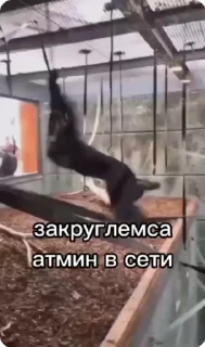 Video sticker 🙈 Бибизянки адменав @Oda_p0pk0r9 не пидар