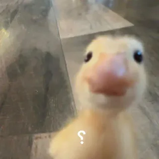 Video sticker 🥸 @logicalists قاسمدولی