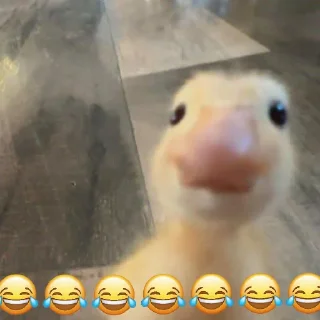 Sticker 🤣 @logicalists قاسمدولی