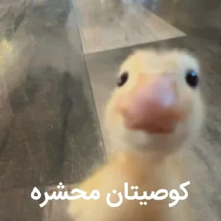 Video sticker 🥸 @logicalists قاسمدولی