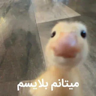 Video sticker 🥸 @logicalists قاسمدولی